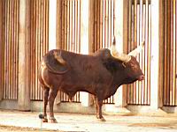 Watusi - Bos taurus (cla Mammiferes) (ord Artiodactyles) (fam Bovides) (05)